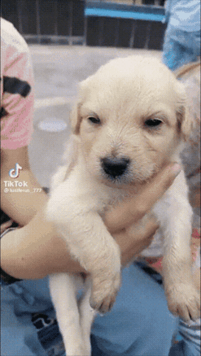 Person Holding Small White Puppy GIF