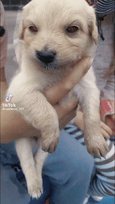 Person Holding Small White Puppy With TikTok GIF