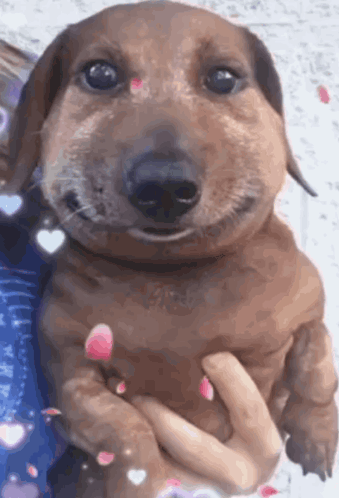 Person Holding Smiling Bee Dachshund GIF