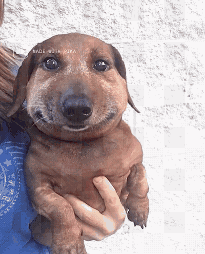 Person Holding Smiling Dachshund GIF