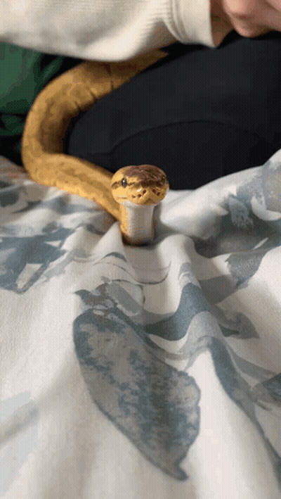 Person Holding Snake On Bed GIF
