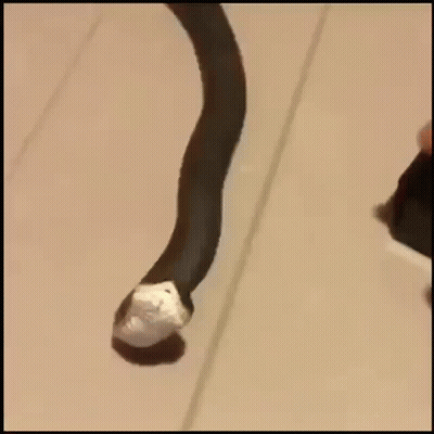 Person Holding Snake With Bandage On Tail GIF