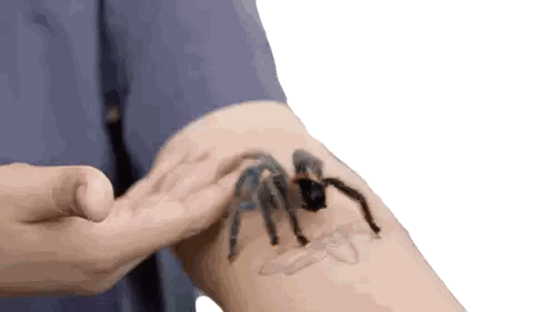 Person Holding Spider With Bee Tattoo Sticker