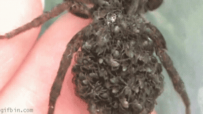 Person Holding Spider With Lots Of Spiders GIF