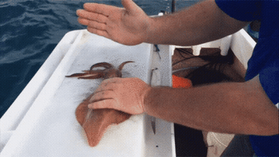 Person Holding Squid On A Boat GIF