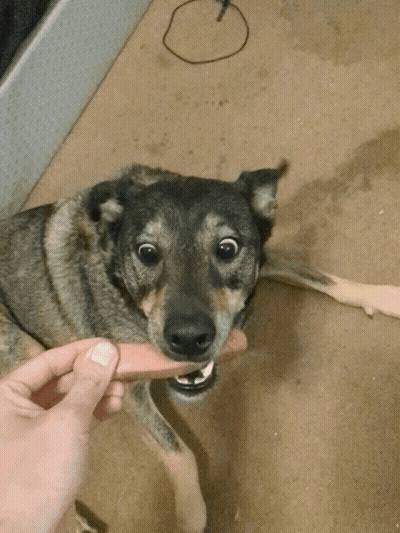 Person Holding Stick And Dog Looking At Camera GIF