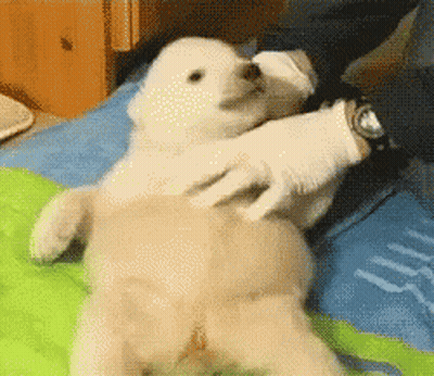 Person Holding Stuffed Animal On Bed With Watch GIF