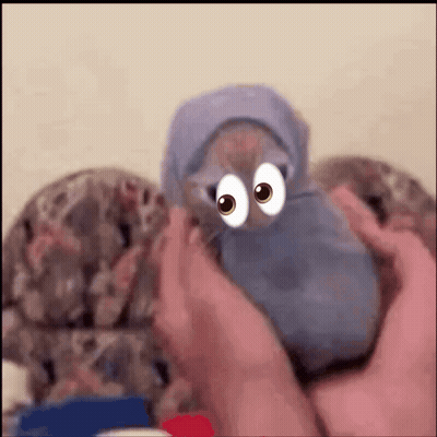 Person Holding Stuffed Animal With Big Eyes GIF
