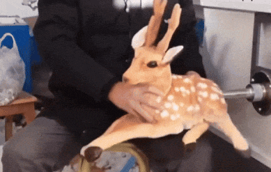 Person Holding Stuffed Deer GIF