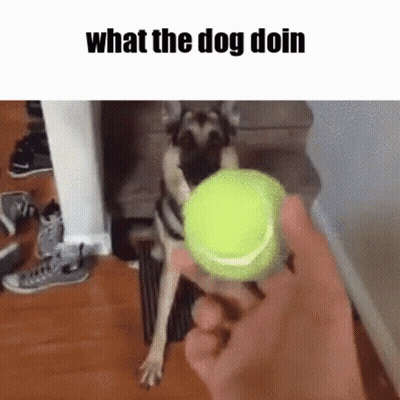 Person Holding Tennis Ball In Front Of Dog Saying What The Dog Doin GIF