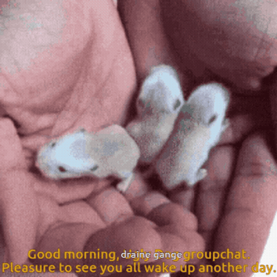 Person Holding Three Baby Mice Saying Good Morning Draine Gange Groupchat GIF