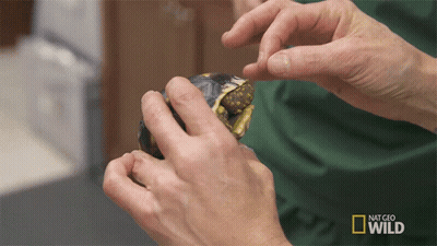 Person Holding Turtle At Nat Geo Wild Sign GIF