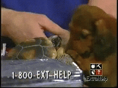 Person Holding Turtle With 1-800-Ext-Help GIF