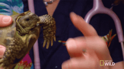 Person Holding Turtle With National Geographic Wild Logo GIF