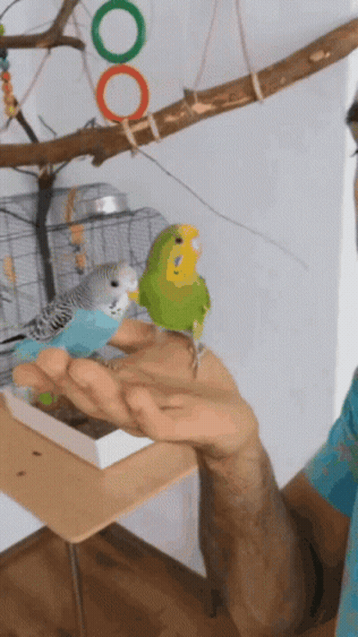 Person Holding Two Birds GIF