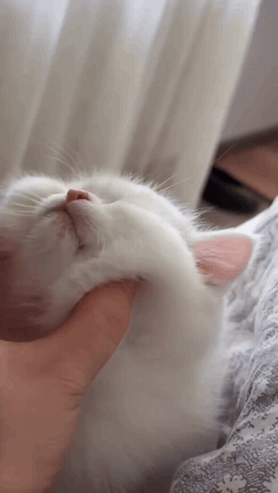 Person Holding White Cat Head GIF