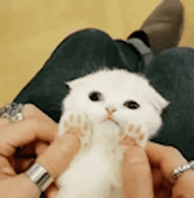 Person Holding White Cat On Lap GIF