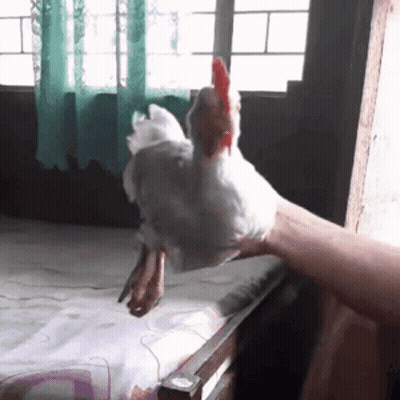Person Holding White Chicken With Red Beak GIF