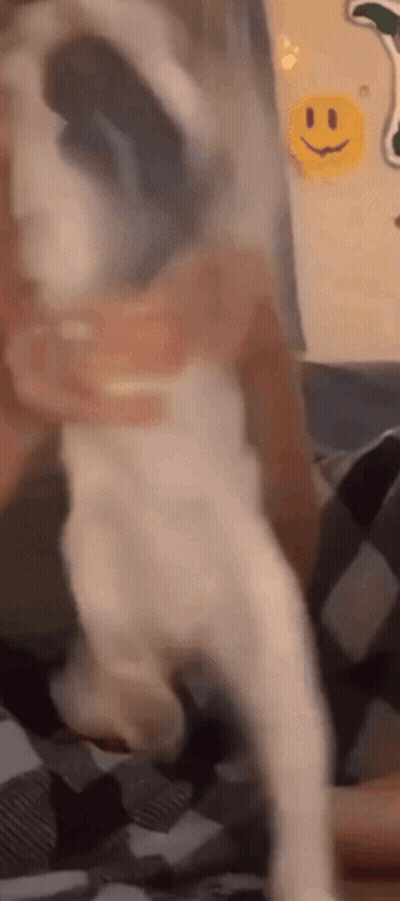 Person Holding White Dog Beside Smiley Face GIF