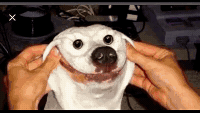 Person Holding White Dog Head Making Face GIF
