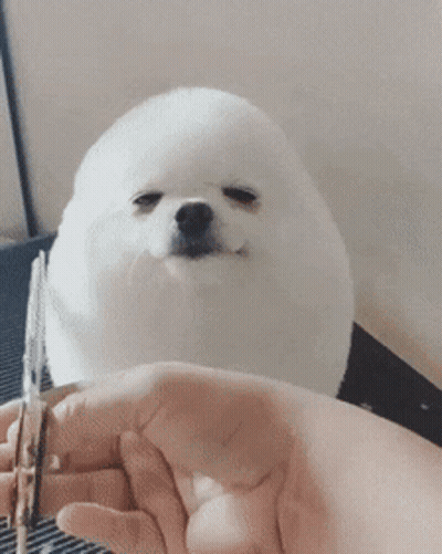 Person Holding White Dog GIF