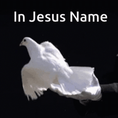 Person Holding White Dove With In Jesus Name GIF