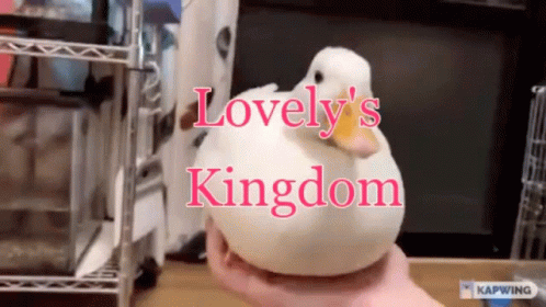 Person Holding White Duck With Lovely S Kingdom GIF