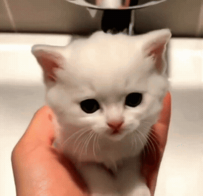 Person Holding White Kitten GIF