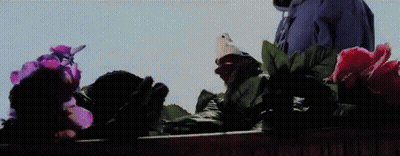 Person Holding White Pigeon With Flowers In Background GIF