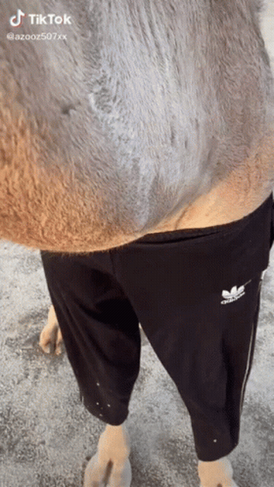 Person In Black Adidas Shorts Next To Camel GIF