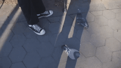 Person In Black Converse Next To Pigeon GIF