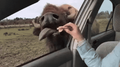 Person In Car Feeding Bison GIF