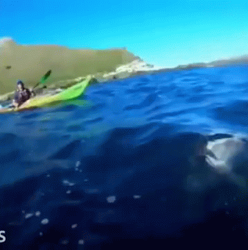 Person In Green Kayak Swimming In Ocean GIF