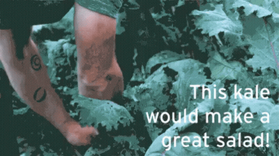 Person in Kale Field Saying This Kale Would Make a Great Salad