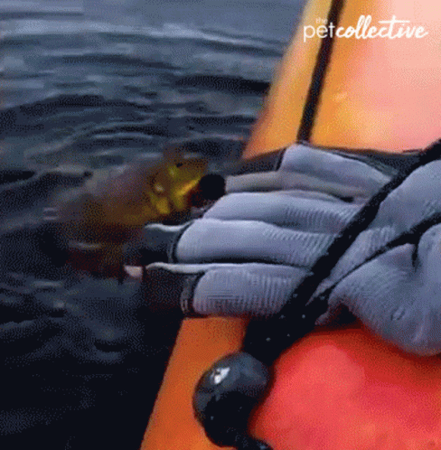 Person In Kayak With Pet Collective GIF
