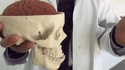 Person In Lab Coat Holding Brain And Skull Models GIF