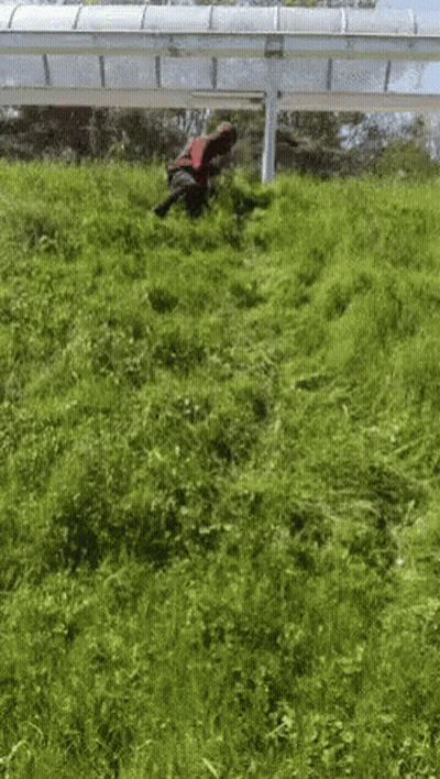 Person In Red And Black Jacket In Tall Grass GIF