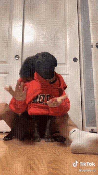 Person In Red Hoodie With Mos Holding Black Dog GIF