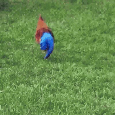 Person In Red Shirt And Blue Shorts Hanging From Wooden Structure GIF