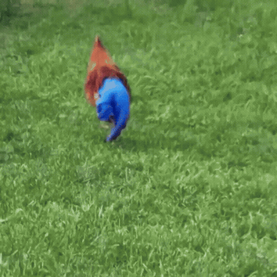 Person In Red Shirt And Blue Shorts Near Wooden Structure GIF