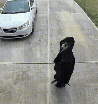 Person In Scream Mask Walking Beside White Car GIF