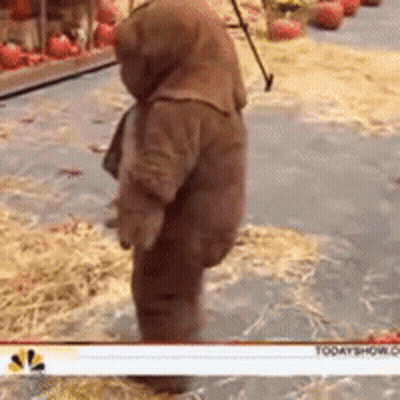 Person In Teddy Bear Costume GIF