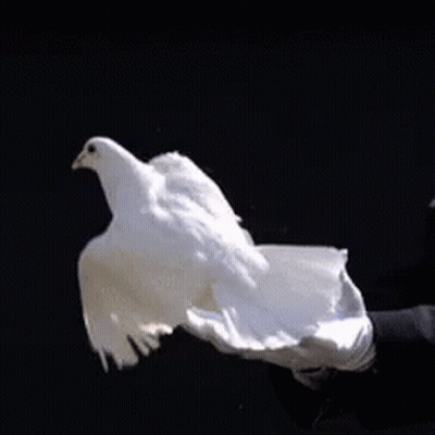 Person In White Gloves Holding White Bird GIF