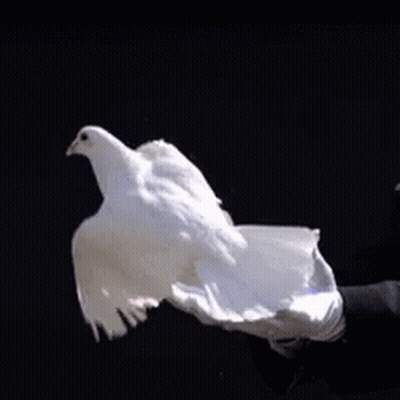 Person In White Gloves Holding White Bird GIF