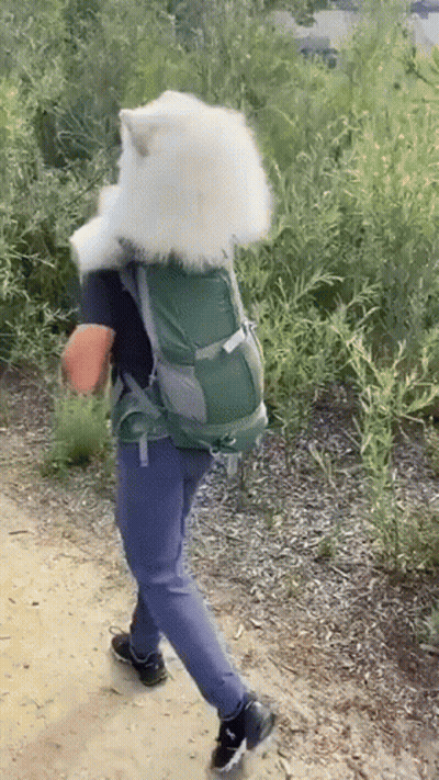 Person In Wolf Mask With Backpack Walking On Trail GIF