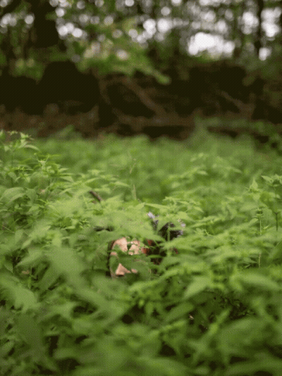 Person Laying in Lush Green Forest