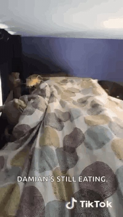 Person Laying On Bed With Blanket And Purple Wall GIF
