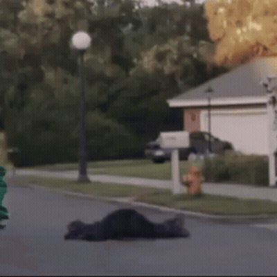 Person Laying On Side Of Road GIF