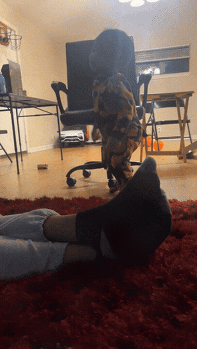 Person Laying With Feet Up And Dog Behind GIF