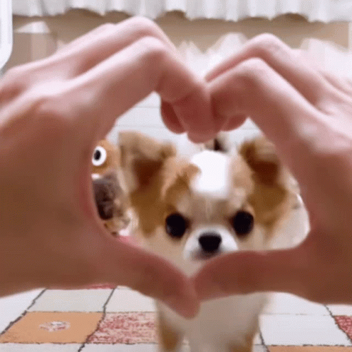 Person Making Hand Heart With Small Dog GIF